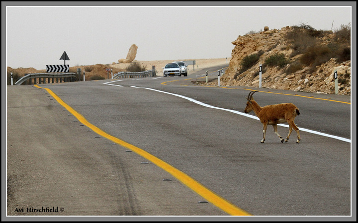 Dangerous crossing