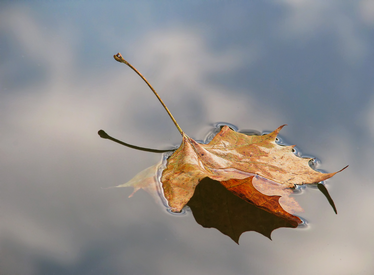 Leaf