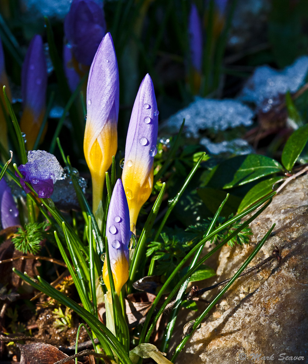 Crocus saga #2
