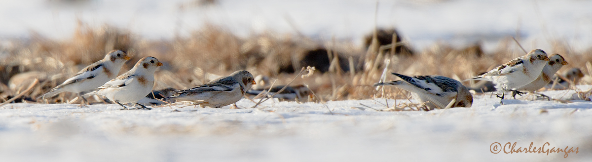 Snow Buntings