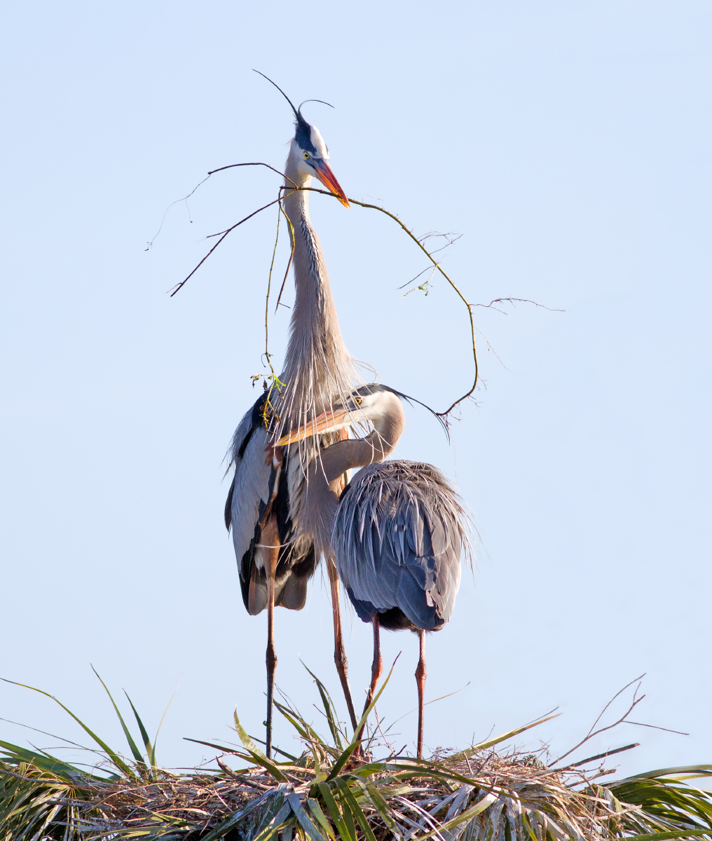 Great Blue Herons