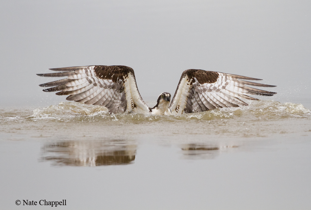 Osprey Rising