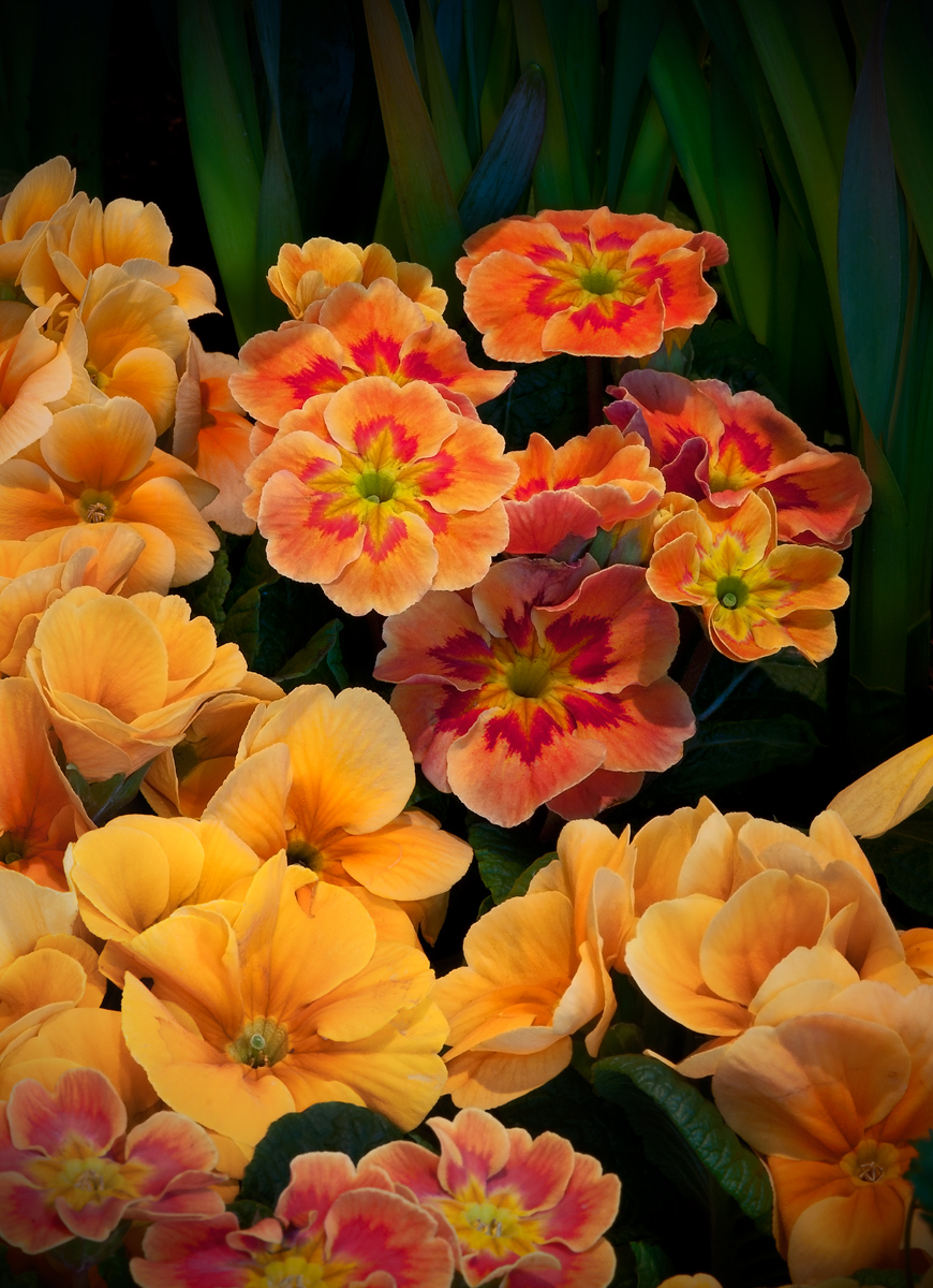Seattle Flower n Garden 