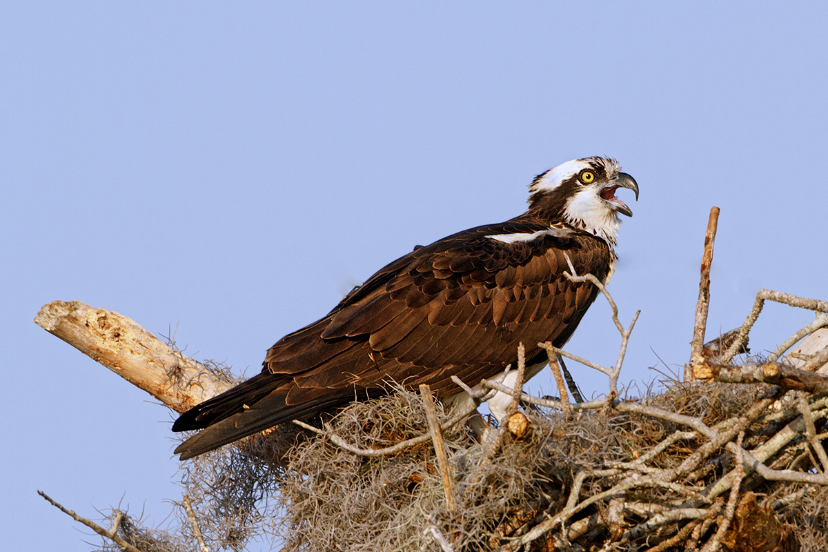 Noisey Osprey