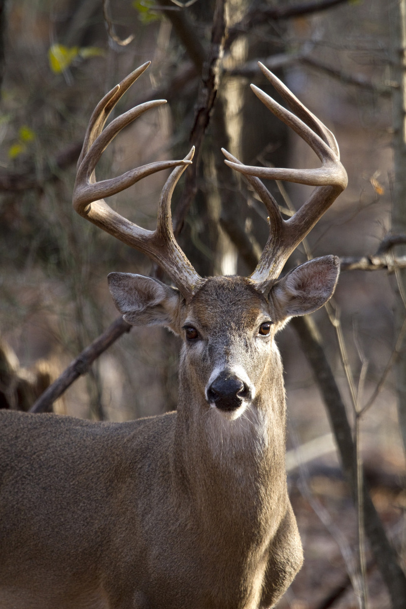 Majestic Buck 2