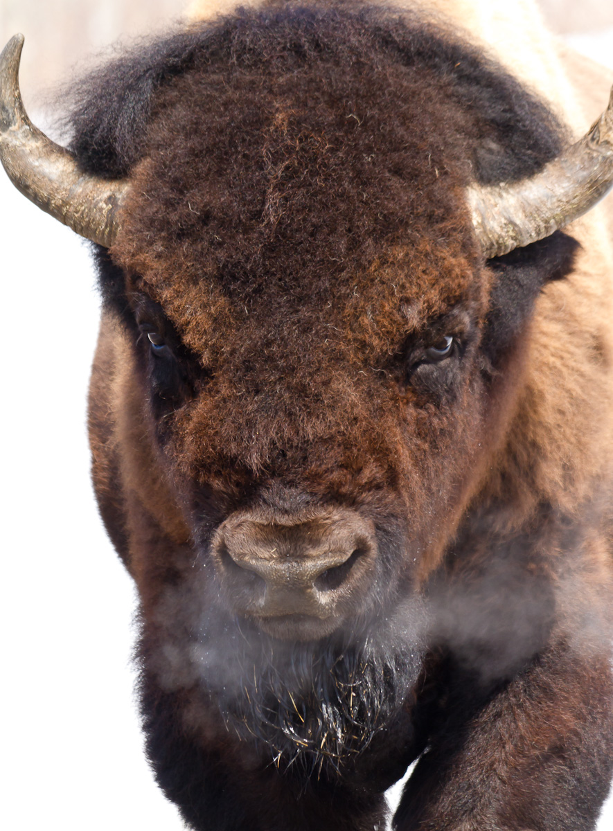 Steamy Bison (+ Repost)