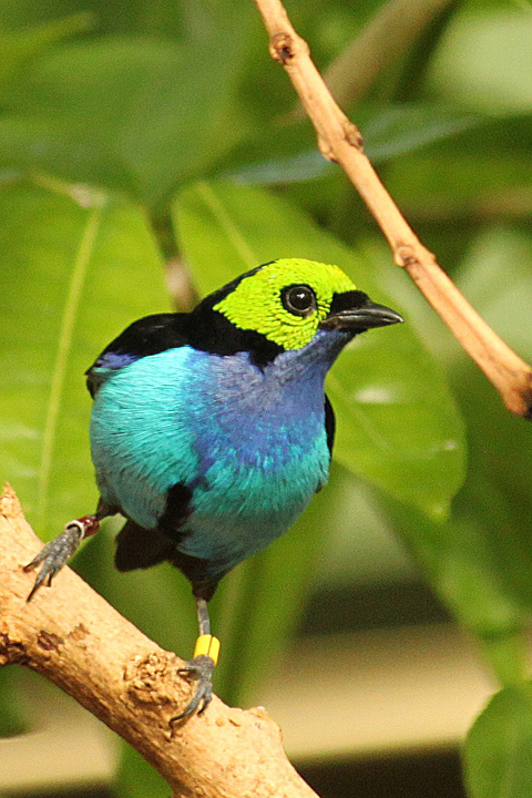 paradise tanager