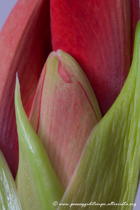 Hippeastrum
