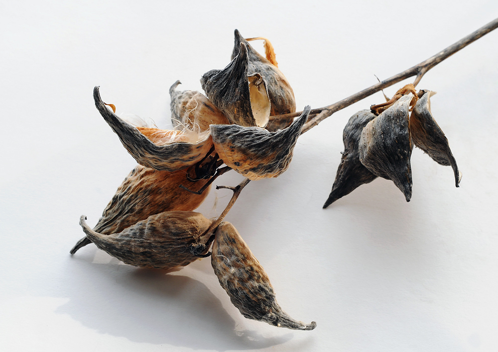 High key milkweed