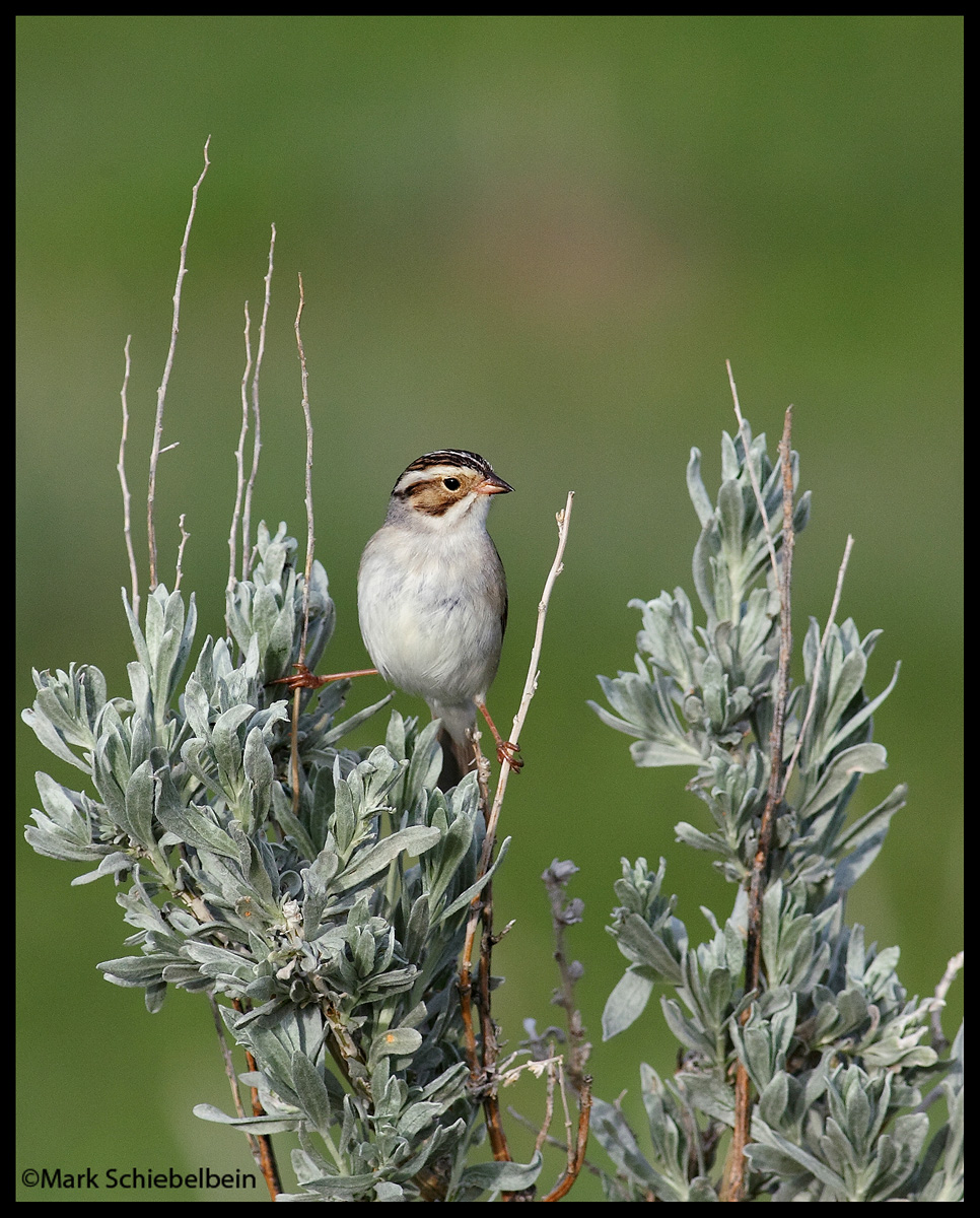 Clay-coloured Sparrow