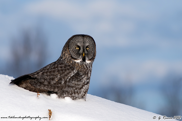 Great Gray in Snow