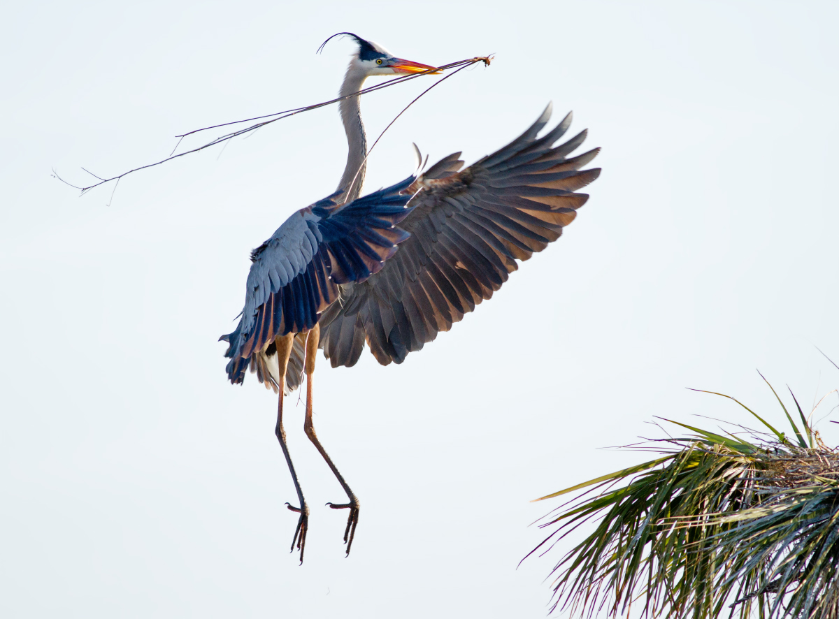 Great Blue Heron
