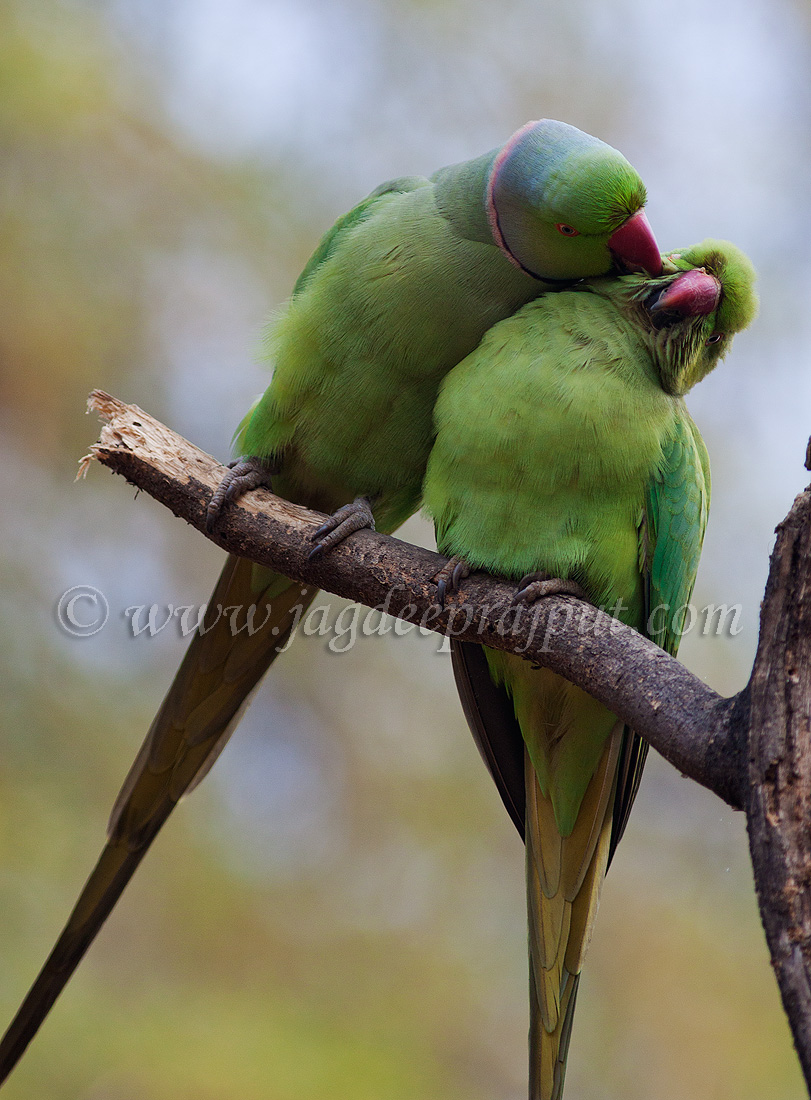 Love is in the air