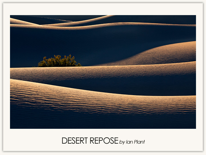 Desert Repose