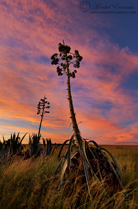 Agave Sunset