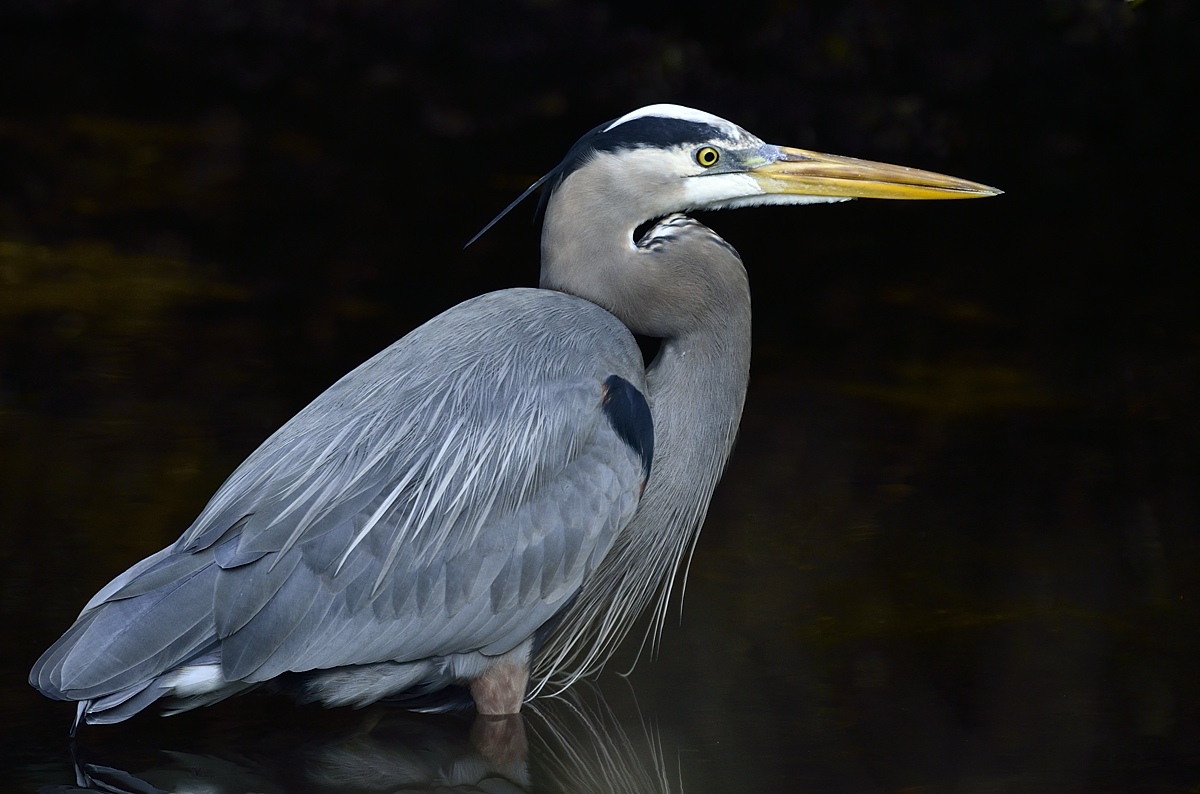 GBH up close