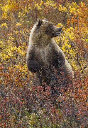 Alaskan Brown Bear