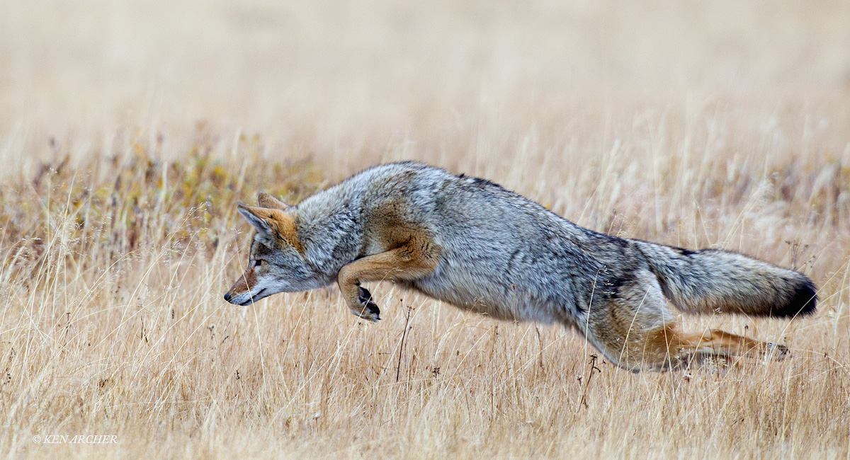Hunting Coyote