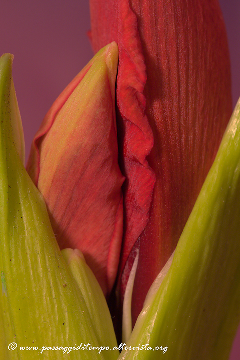 Hippeastrum/2