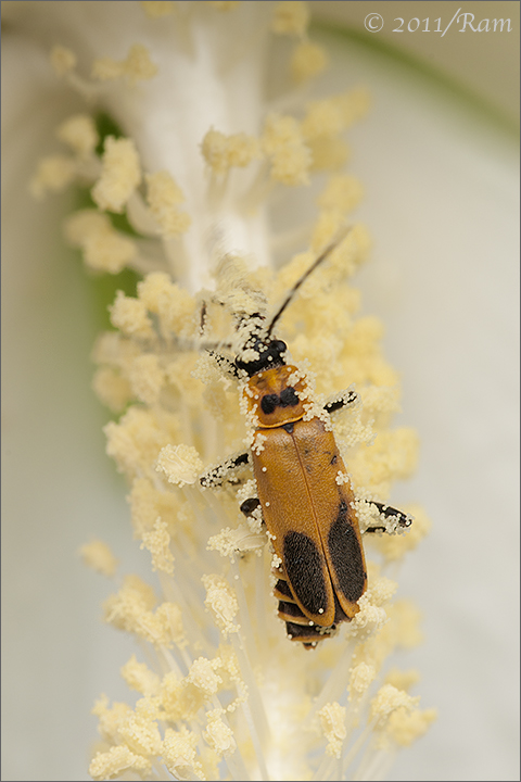 Beetle on Hibiscus