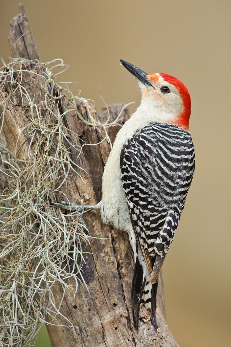 Red-bellied Woodpecker