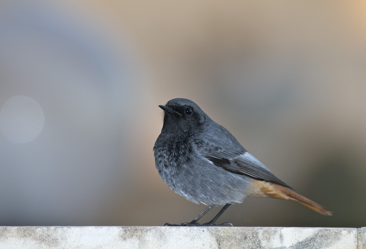 Black redstart