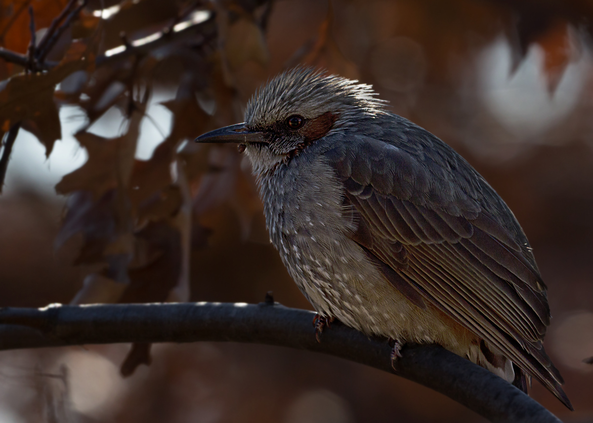Young Brown-eared Bulbul