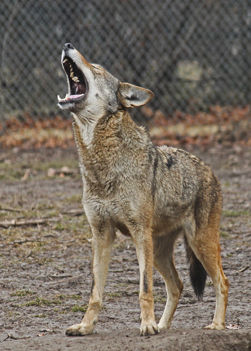 Red wolf howl! +repost