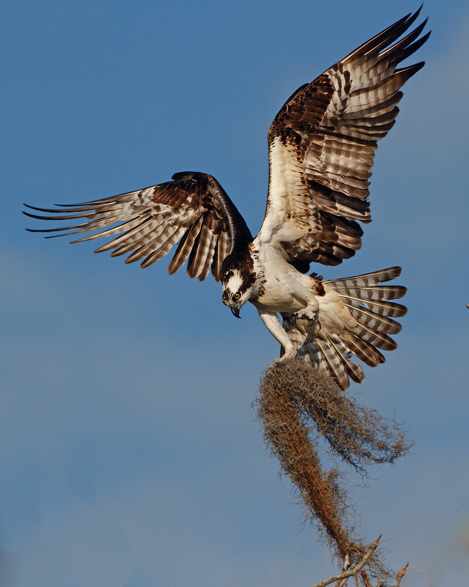 Osprey Nest Builder