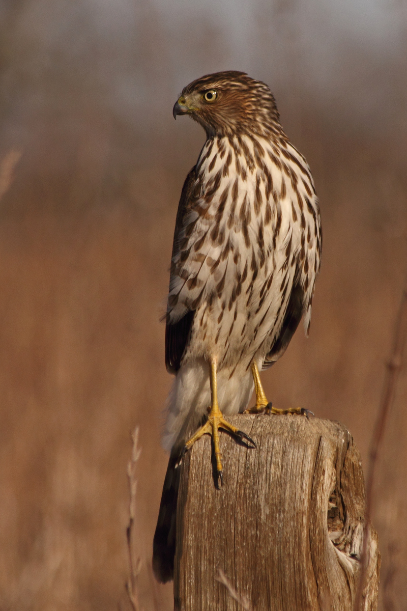 Coopers Hawk