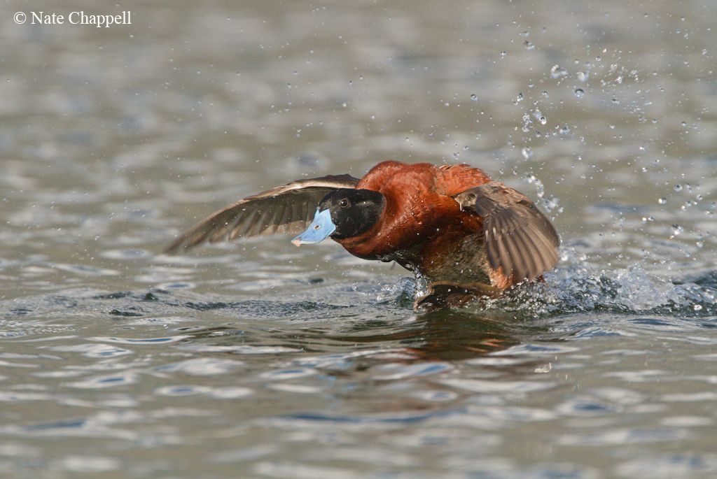 AndeanRuddy Duck Display