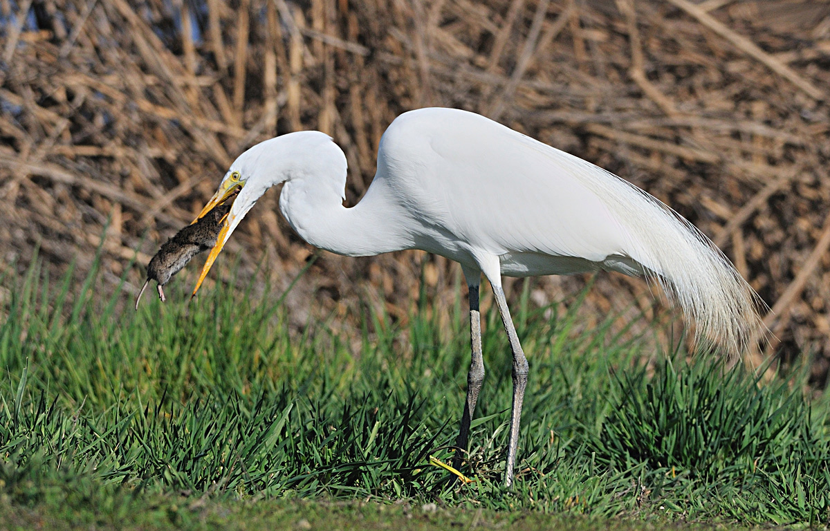 Egret with Vole + Repost