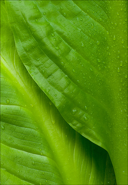 Skunk Leaves I