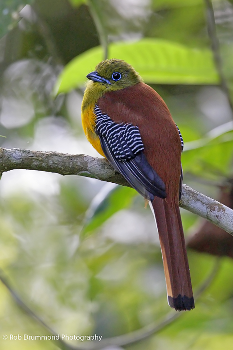 Orange-breasted Trogon