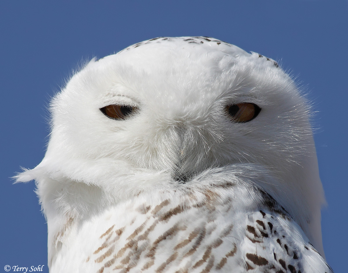 Snowy Portrait