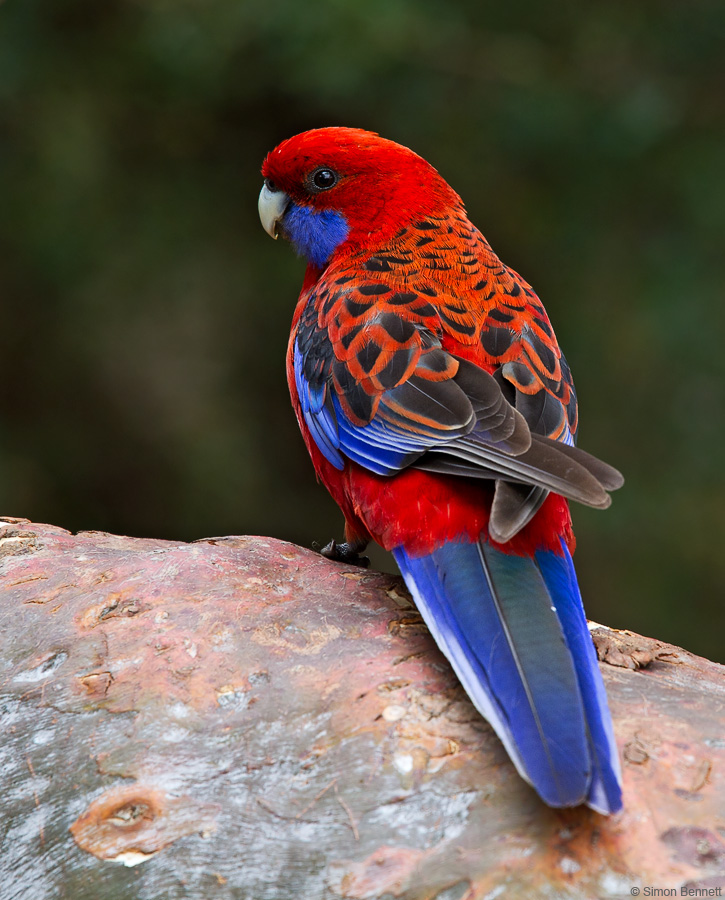 Crimson Rosella