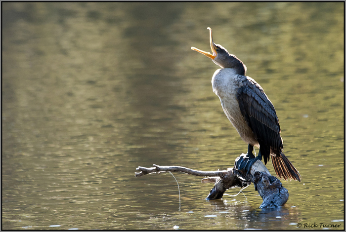 Crying Cormorant
