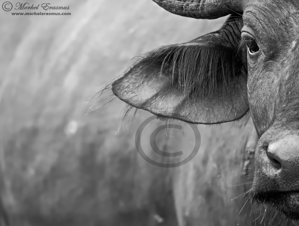 Buffalo Macro