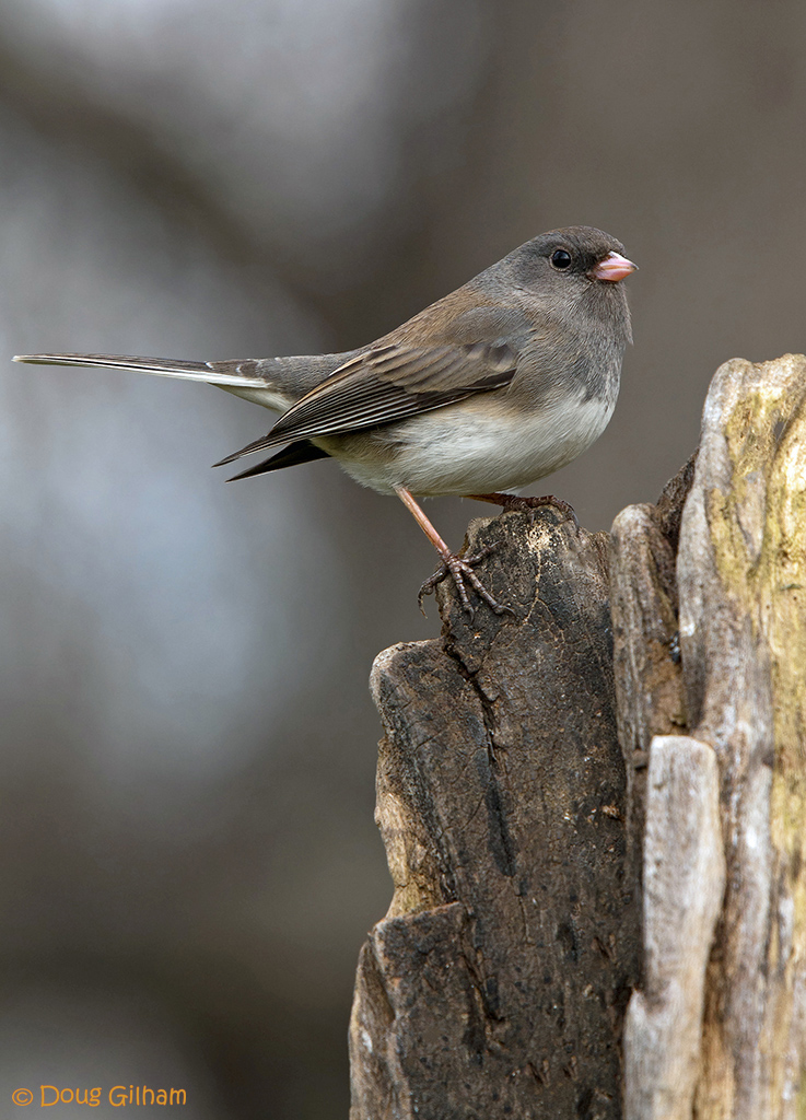 Dark Eyed Junco