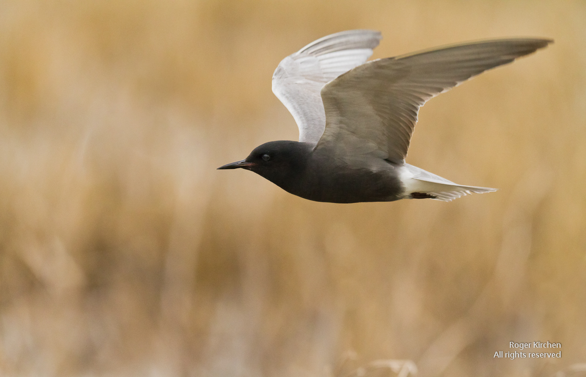 Black Tern