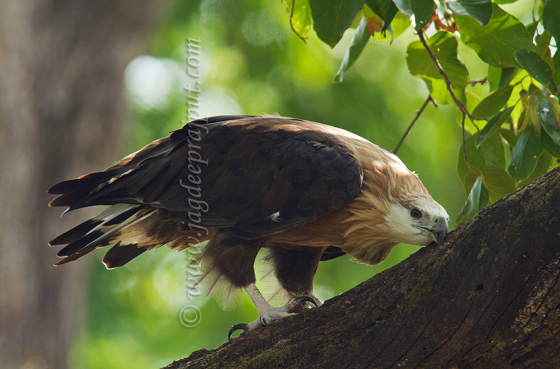 Palla's Fishing Eagle