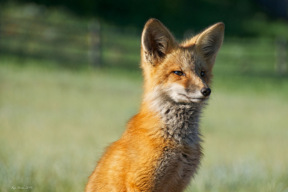 Red Fox on Alert