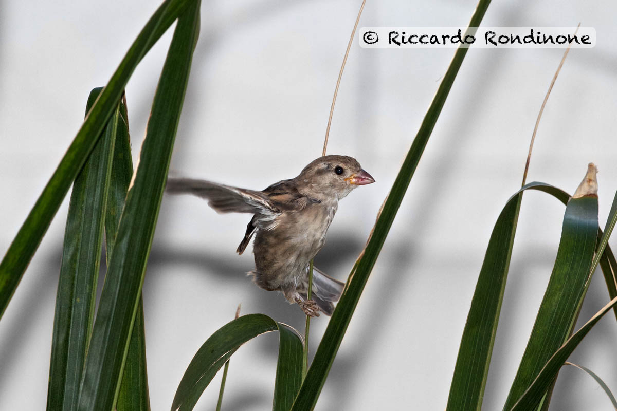 Spanish sparrow, female