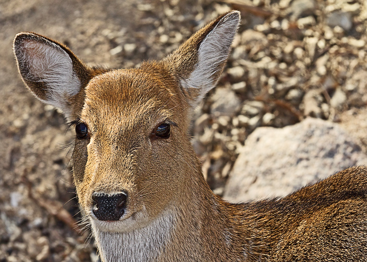 Sika Hinds