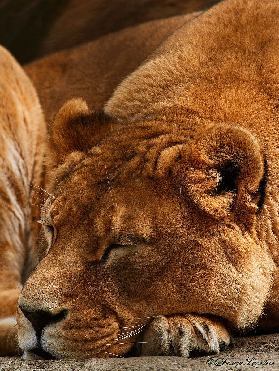 Lioness (c)