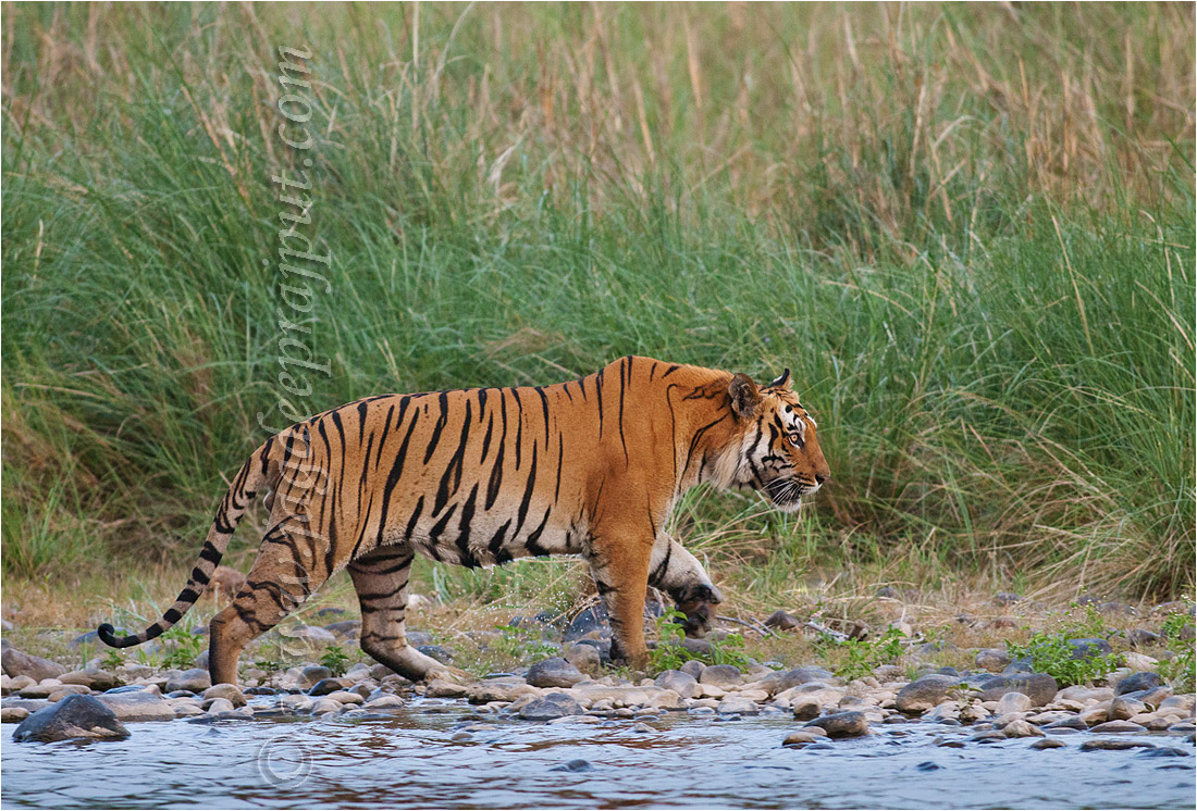 Tiger on the move