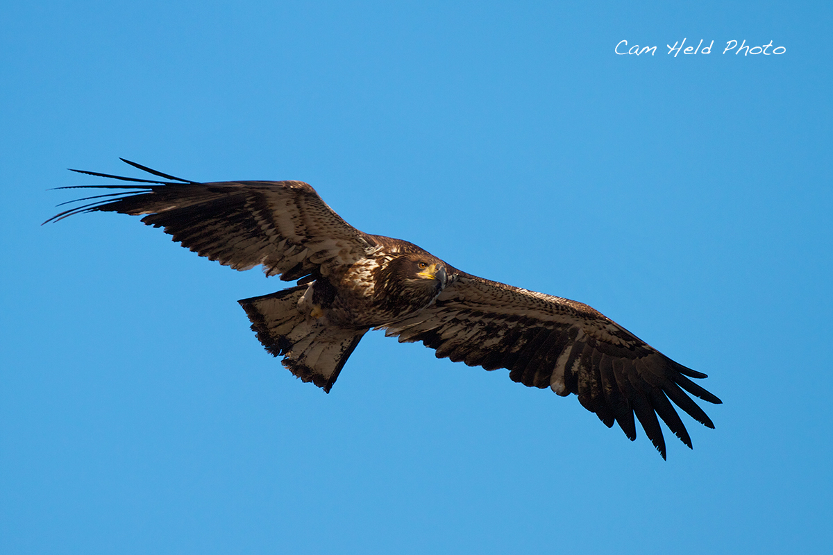 Juvenile Bald Eagle