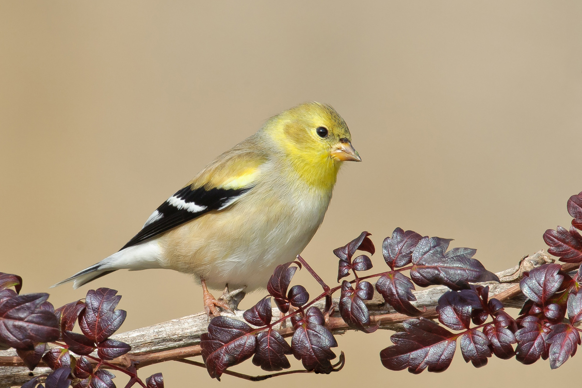 American Goldfinch