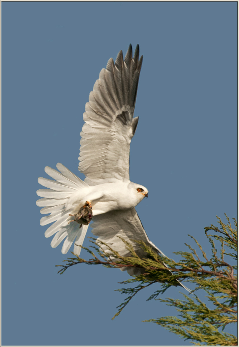 W-T Kite with Prey