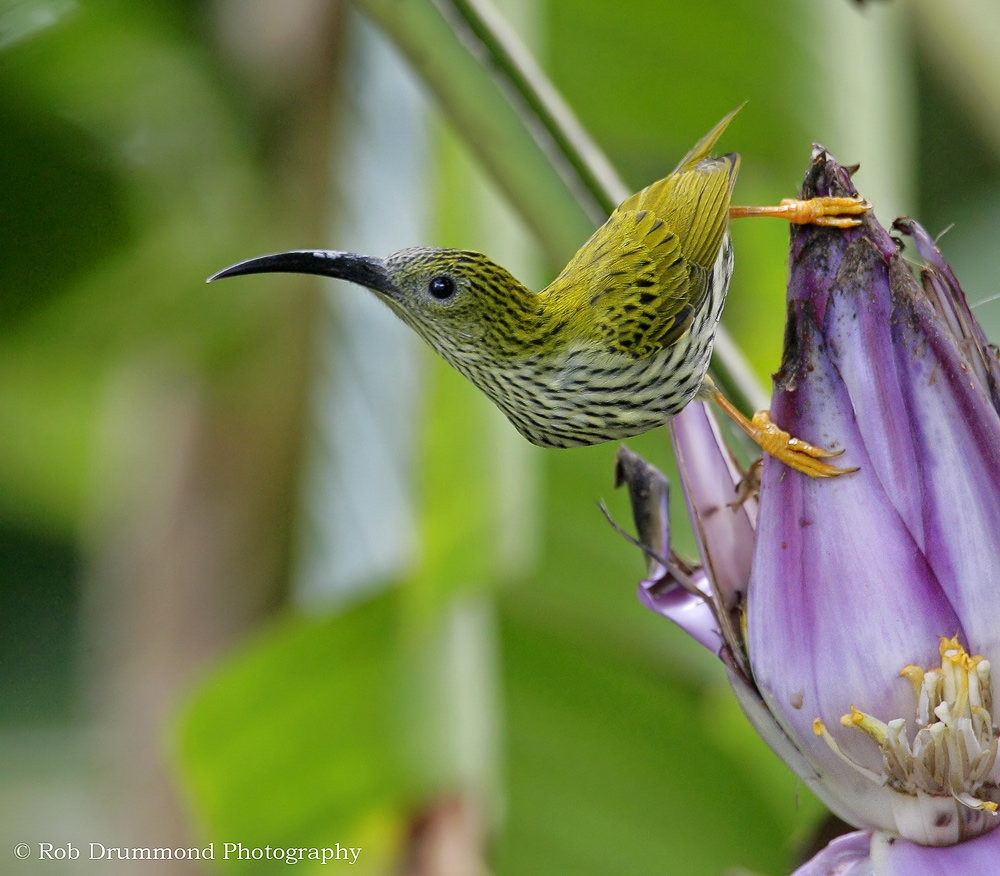 Streaked Spiderhunter
